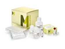 Magna ChIP® HT96 Chromatin Immunoprecipitation Kit The Magna ChIP HT96 kit allows the performance of chromatin Immunoprecipitation in a 96-well plate-based format.