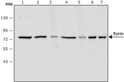 Anti-Ezrin antibody, Mouse monoclonal clone 3C12, purified from hybridoma cell culture