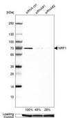 Anti-NRF1 antibody produced in rabbit Prestige Antibodies® Powered by Atlas Antibodies, affinity isolated antibody, buffered aqueous glycerol solution