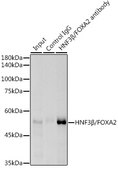 Anti-HNF3β/FOXA2 Antibody, clone 9O4M2, Rabbit Monoclonal