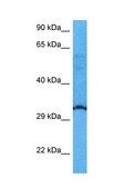 Anti-USF1 antibody produced in rabbit affinity isolated antibody