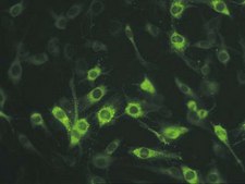 Anti-Connexin 45 Antibody, near CT, cytoplasmic, clone 5B9.2 clone 5B9.2, Chemicon®, from mouse