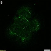 Anti-Presenilin-1 Antibody, clone PS1-loop ZooMAb® Mouse Monoclonal recombinant, expressed in HEK 293 cells