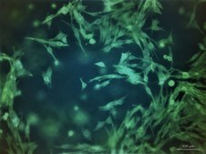 TissueFab® bioink&nbsp; Alg(Gel)ma -UV/365 nm