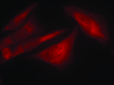 Anti-phospho-G3BP1 (pSer232) antibody produced in rabbit affinity isolated antibody