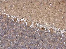 Anti-HSPA8 antibody produced in rabbit