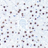 Anti- HuR/ELAVL1 antibody produced in rabbit