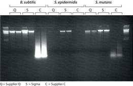 GenElute™ Bacterial Genomic DNA Kits sufficient for 70 purifications