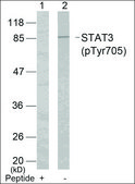 抗 磷酸化-STAT3 (pTyr 705 ) 兔抗 affinity isolated antibody