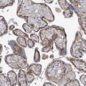 Anti-SLC1A5 antibody produced in rabbit Prestige Antibodies® Powered by Atlas Antibodies, affinity isolated antibody, buffered aqueous glycerol solution