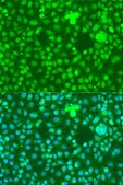 Anti-NOTCH1 antibody produced in rabbit