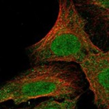 Anti-ADRA1A antibody produced in rabbit Prestige Antibodies® Powered by Atlas Antibodies, affinity isolated antibody, buffered aqueous glycerol solution