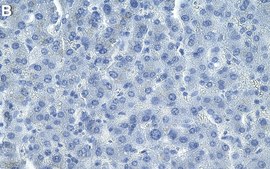 Anti-β Galactosidase Antibody, clone 2C15 ZooMAb® Rabbit Monoclonal recombinant, expressed in HEK 293 cells