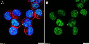 Anti-TRIM28/KAP-1 Antibody, clone 1G5 ZooMAb® Rabbit Monoclonal recombinant, expressed in HEK 293 cells