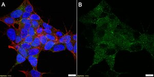 Anti-CHRM4 Antibody, clone 18C7.2 ZooMAb® Mouse Monoclonal recombinant, expressed in HEK 293 cells