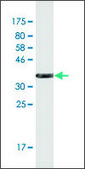 Monoclonal Anti-NPHS1 antibody produced in mouse clone 3H6, purified immunoglobulin, buffered aqueous solution