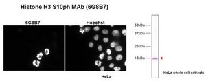 Anti-phospho Histone H3 (Ser10), clone 6G8B7 Antibody clone 6G8B7, 1 mg/mL, from rat