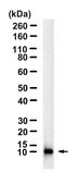Anti-RANTES Antibody, clone 1K17 ZooMAb® Rabbit Monoclonal recombinant, expressed in HEK 293 cells
