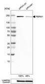 Monoclonal Anti-PBRM1 antibody produced in mouse Prestige Antibodies® Powered by Atlas Antibodies, clone CL0331, purified immunoglobulin, buffered aqueous glycerol solution
