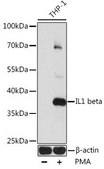 Anti-IL1B antibody produced in rabbit