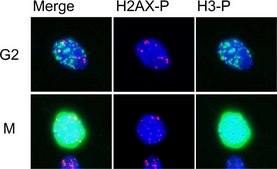 抗磷酸组蛋白H3（Ser10）抗体，有丝分裂标记 Upstate®, from rabbit