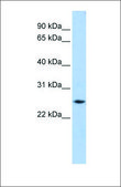 抗-FTH1 affinity isolated antibody