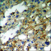 Anti-phospho-GABA-RB (pSer434) antibody produced in rabbit affinity isolated antibody