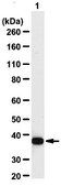 Anti-GAPDH Antibody from chicken, purified by affinity chromatography