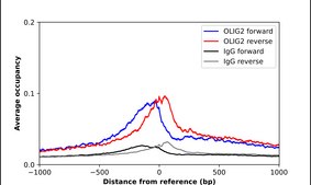 Anti-OLIG2 antibody produced in rabbit Prestige Antibodies® Powered by Atlas Antibodies, affinity isolated antibody, buffered aqueous glycerol solution
