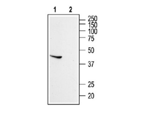 Anti-Somatostatin Receptor Type 5 Antibody Chemicon®, from rabbit