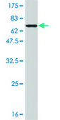 ANTI-STAT5B antibody produced in mouse clone 1F5, purified immunoglobulin, buffered aqueous solution