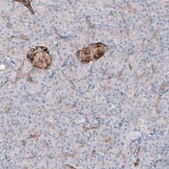 Monoclonal Anti-MAP2 antibody produced in mouse Prestige Antibodies® Powered by Atlas Antibodies, clone CL5420, purified immunoglobulin, buffered aqueous glycerol solution