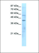 Anti-PPARG (AB1) antibody produced in rabbit IgG fraction of antiserum