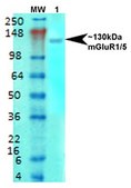 Monoclonal Anti-Sur1 - Atto 390 antibody produced in mouse clone S289-16, purified immunoglobulin