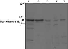 Monoclonal Anti-Neurofilament 68 antibody produced in mouse clone NR4, ascites fluid