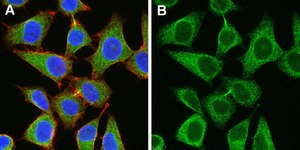 Anti-eIF-2α Antibody, clone 3M6 ZooMAb® Rabbit Monoclonal recombinant, expressed in HEK 293 cells