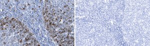 Anti-Cyclin B1 Antibody, clone 1F21-H1 ZooMAb® Rabbit Monoclonal recombinant, expressed in HEK 293 cells