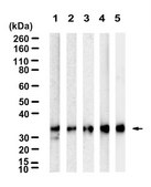 Anti-Cdk5 Antibody, clone 1H13 ZooMAb® Rabbit Monoclonal recombinant, expressed in HEK 293 cells