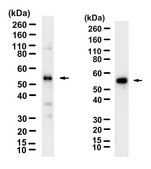 Anti-Cytokeratin 8 Antibody, clone TROMA-1 ZooMAb® Rat Monoclonal recombinant, expressed in HEK 293 cells