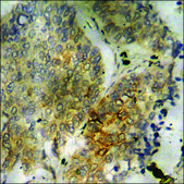 Anti-phospho-PLB (pSer16+Thr17) antibody produced in rabbit affinity isolated antibody