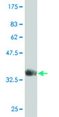 Monoclonal Anti-PRKAA2 antibody produced in mouse clone 1G8, purified immunoglobulin, buffered aqueous solution