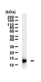 Anti-MCP-1 Antibody, clone 2G17 ZooMAb® Rabbit Monoclonal recombinant, expressed in HEK 293 cells