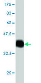 Monoclonal Anti-PIAS2 antibody produced in mouse clone 1F7, purified immunoglobulin, buffered aqueous solution