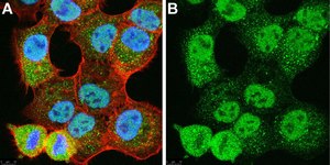 抗-泛素抗体K48特异性抗体，克隆Apu2，ZooMAb®兔单克隆抗体 recombinant, expressed in HEK 293 cells