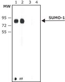 Anti-SUMO-1 antibody produced in rabbit affinity isolated antibody, buffered aqueous solution