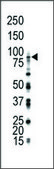 Anti-FGFR4 (N-term) antibody produced in rabbit IgG fraction of antiserum, buffered aqueous solution