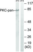 Anti-PKC-PAN antibody produced in rabbit affinity isolated antibody
