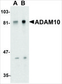 Anti-ADAM10 antibody produced in rabbit IgG fraction of antiserum, buffered aqueous solution