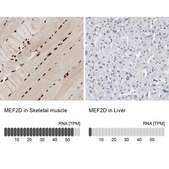 Anti-MEF2D antibody produced in rabbit Ab1, Prestige Antibodies® Powered by Atlas Antibodies, affinity isolated antibody, buffered aqueous glycerol solution