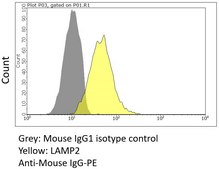 Anti-LAMP2/CD107b Antibody, clone H4B4